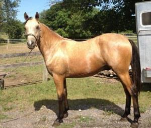 Buckskin gelding