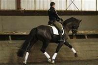 dressage horse trained to prix st george level