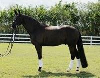 dressage horse for sale in Minnesota United States 