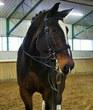 Dutch Warmblood Gelding for sale