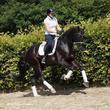 Hanoverian gelding for sale