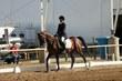 Dutch Warmblood mare for sale