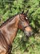 Oldenburg gelding for sale