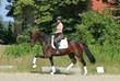 Hanoverian mare for sale