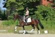 Hanoverian Mare for sale