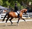 Oldenburg gelding for sale