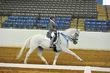 Oldenburg Mare for sale