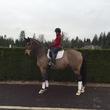 Westphalian Gelding for sale