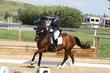 Hanoverian gelding for sale