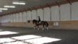 Holsteiner gelding for sale