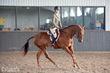 Russian Warmblood mare for sale