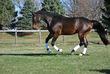 Danish Warmblood gelding for sale