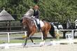 German Warmblood mare for sale