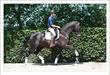 Dutch Warmblood gelding for sale