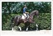 Dutch Warmblood gelding for sale