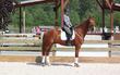 Canadian Warmblood gelding for sale