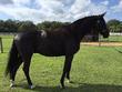 Dutch Warmblood gelding for sale