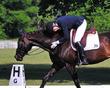 Hanoverian mare for sale