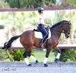 Dutch Warmblood gelding for sale