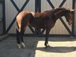 Holsteiner mare for sale