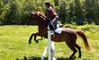 American Warmblood mare for sale