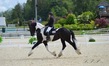 Friesian stallion for sale