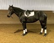 Friesian mare for sale