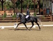 Andalusian stallion for sale