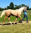 Other mare for sale