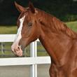 Hanoverian Gelding for sale