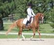Cross mare for sale