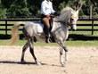 Cross gelding for sale