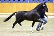 Dutch Warmblood stallion for sale