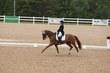 Hanoverian Mare for sale