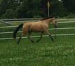 Morgan gelding for sale