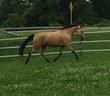 Morgan gelding for sale