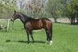 Dutch Warmblood Gelding for sale