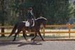 Oldenburg gelding for sale