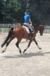 American Warmblood Gelding for sale