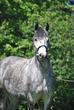 Danish Warmblood mare for sale