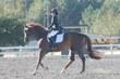 Thoroughbred gelding for sale