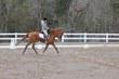 Oldenburg mare for sale