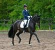 Hanoverian Mare for sale