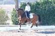 Hanoverian gelding for sale