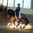 Hanoverian gelding for sale