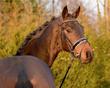 Oldenburg gelding for sale