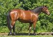 Danish Warmblood mare for sale