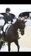 Hanoverian gelding for sale