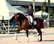 Hanoverian gelding for sale