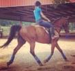 Belgian Warmblood gelding for sale